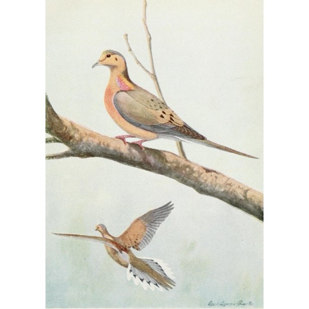 Burgess Bird Book 1919 Mourning Dove Poster Print By L A Fuertes Item Varpphpdp809 Walmart Com