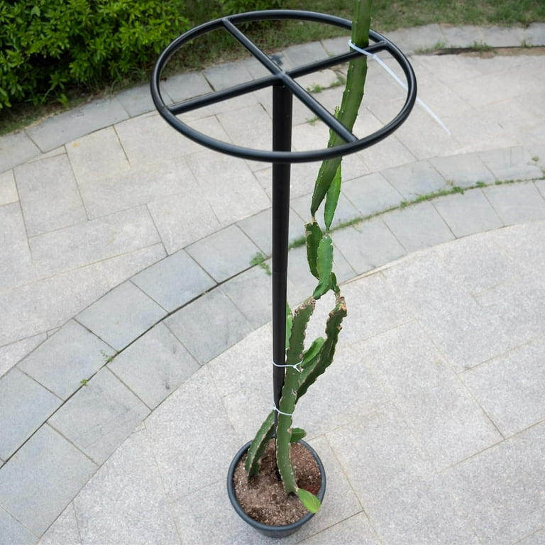 14"x14"x60" Dragon Fruit Trellis - Durable Metal Vertical Support Frame for  Climbing Plants, Easy Assembly with Instructions, for Dragon Fruit  Enthusiasts - Walmart.com