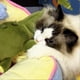 thumbnail image 3 of Rechargeable Plush Pet Doll Anxiety Boredom Relief Dog Toy for Indoor Playtime Fun, 3 of 5