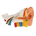 thumbnail image 4 of Modelo De Anatomía Esquelética Del Tambor Del Oído Modelo De Simulación Conjunta Para Herramientas De Enseñanza Yotijar  Juguetes educativos para niños, 4 of 10