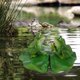 thumbnail image 2 of Estatuilla de decoración de jardín, bañera, Animal flotante, estanque de piscina, 2 of 8