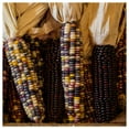 thumbnail image 4 of Everwilde Farms - 100 Fiesta Ornamental Corn Seeds - Gold Vault Jumbo Bulk Seed Packet, 4 of 5