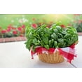 thumbnail image 5 of Genovese Sweet Basil Seeds/ Annual/ Full Sun/ 270K Seeds 1lb/ Zellajake Farm and Garden - B13, 5 of 6