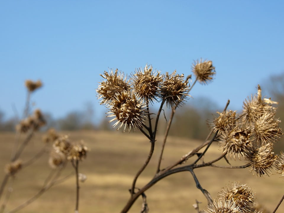 Bur Nature Field Fields Velcro Plant Meadow20 Inch By 30