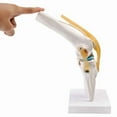 thumbnail image 3 of Anatomical Medical Knee Joint with Ligaments Model,Life Size,Orthopedic Teaching Demonstration, 3 of 8