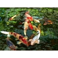 thumbnail image 2 of Schell, Jennie Marie 24x19 White Modern Wood Framed Museum Art Print Titled - Koi Fish Pond, 2 of 4