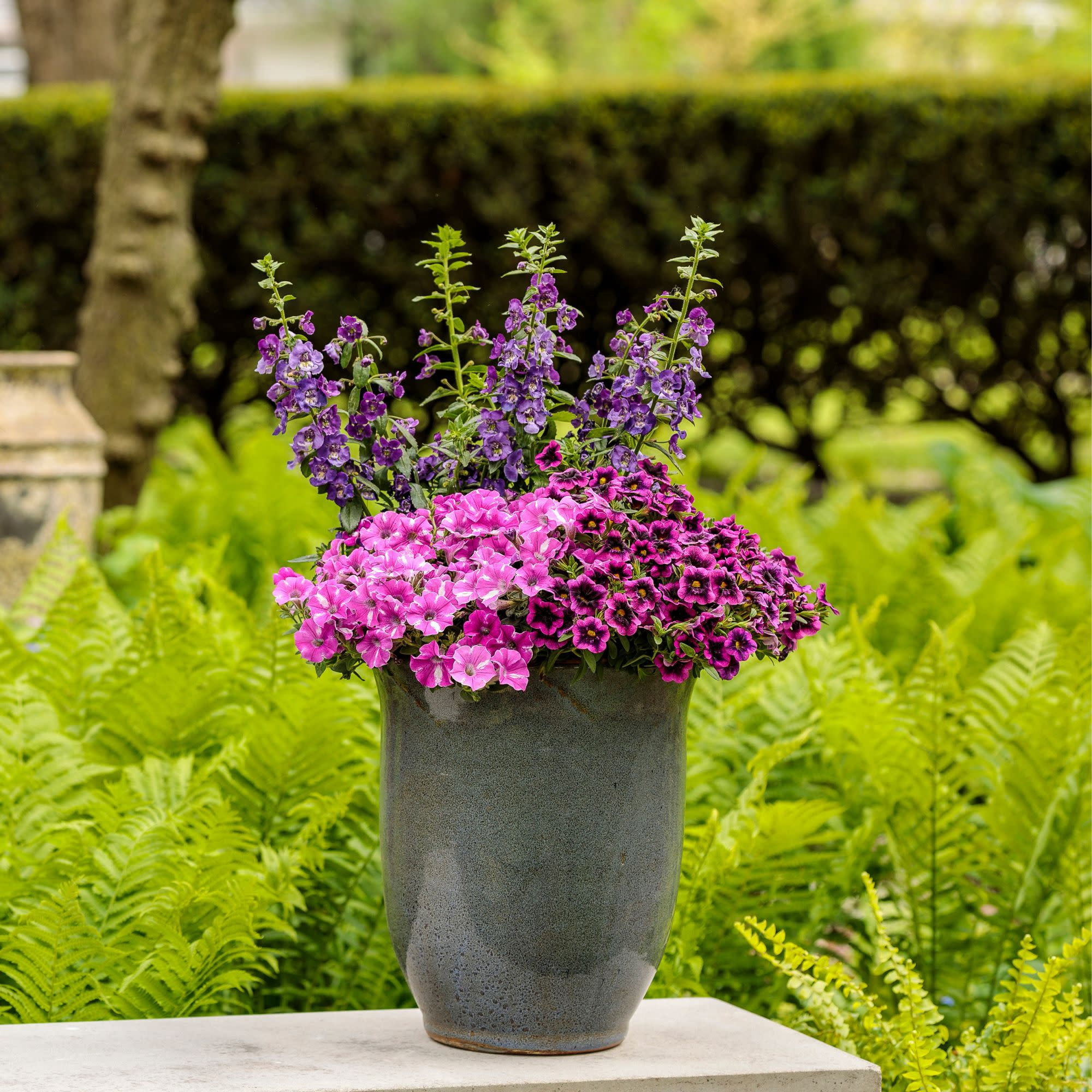 Proven Winners 4" Angelface Blue Summer Snapdragon Live Plant in 4.25" Pot (4 Count)