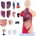 thumbnail image 1 of Human Anatomy Study Models - 15-Piece Removable 11-Inch Human Torso Anatomy Model with Internal Organs for Students, 1 of 7