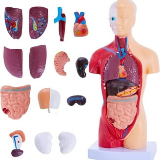 4D Human Hand Anatomy Model - Walmart.com