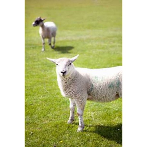 Pasture Sheep IV Poster Print by Karyn Millet (12 x 18)