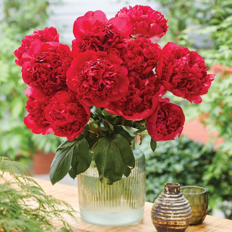 Peony Van Zyverden Peony Felix Crousse, Red Blooms, Perennial Plant