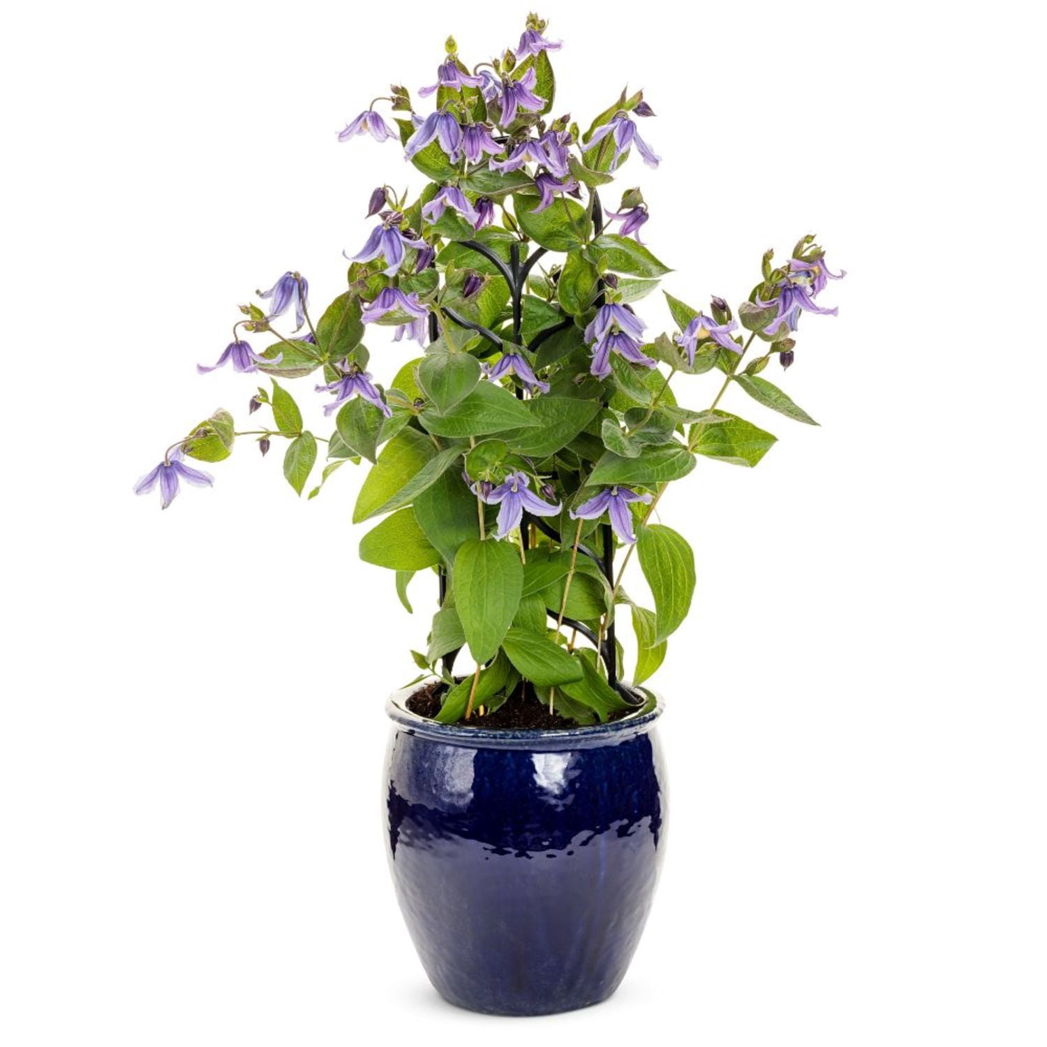 Proven Winners 6" Purple 'Stand by Me Lavender' Bush Clematis Live Plant in 6.5" Pot