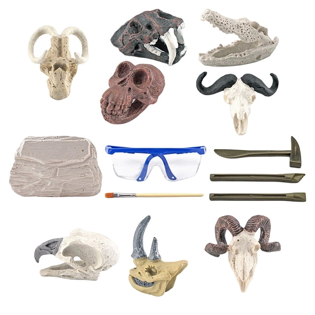 de excavación divertido para , de ciencia, juguetes para , niñas, en edad preescolar Cráneos de animales Sunnimix Juguetes de excavación