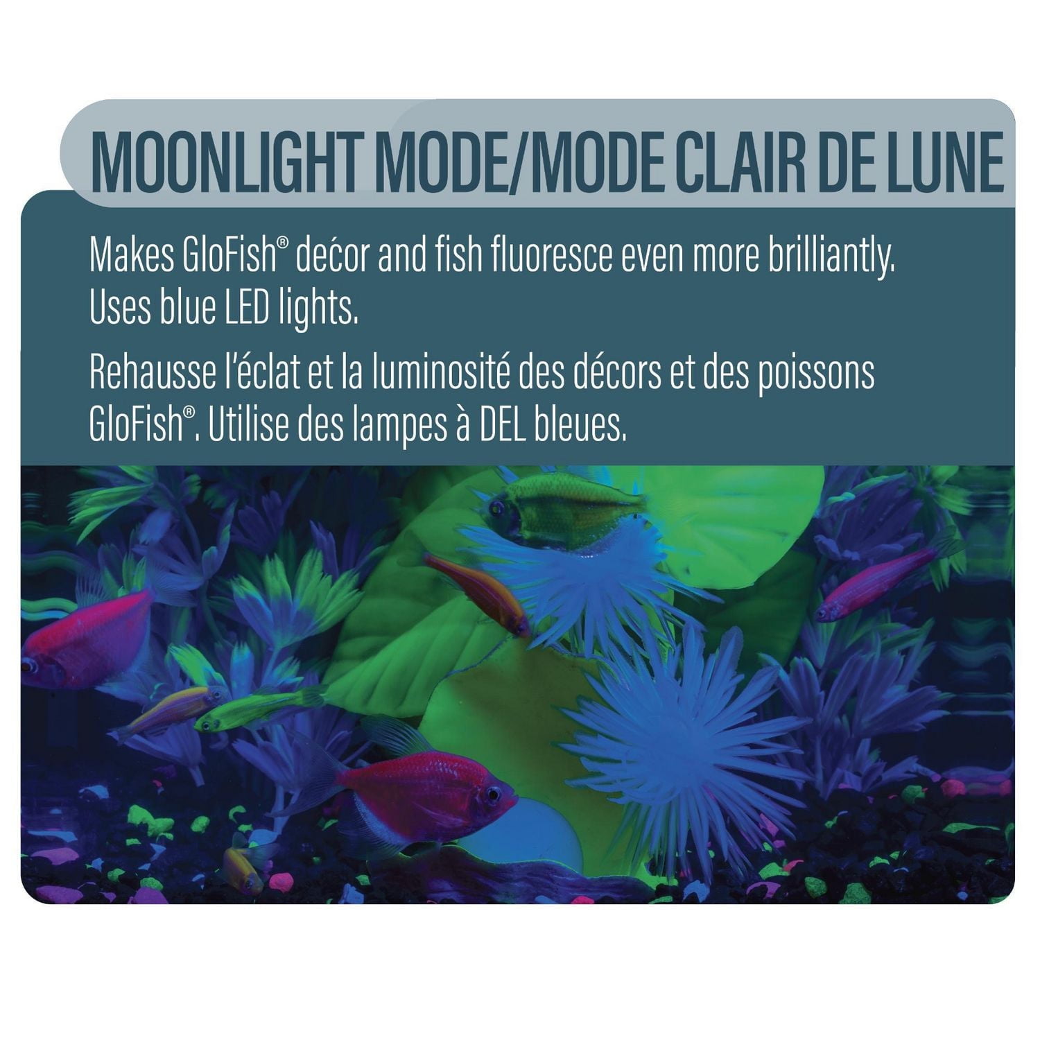 GloFish Kit d'aquarium parfait pour débutant 5 gallons