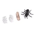 thumbnail image 1 of Growth Model Toy,Educational Life Cycle Figurines For Education School Projects, 1 of 8