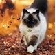 thumbnail image 4 of 2 Extra Loud Cat Dog Bells | Pet Tracker | Save Birds Wildlife, 4 of 5
