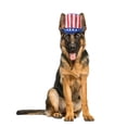 thumbnail image 2 of Vibrant Life 4th of July Uncle Sam Pet Top Hat, Medium/Large, 2 of 5