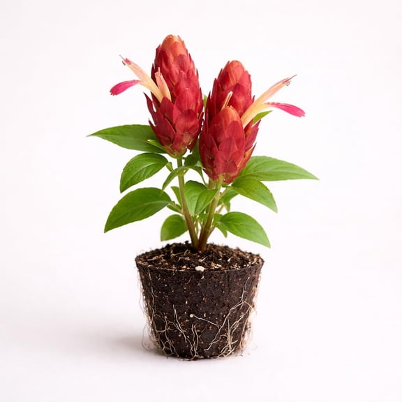 PLANT NOOK Red Shrimp Plant Justicia brandegeeana Live Plant Starter Plug 2-Pack | Red Bracts with White Flowers | Tropical Pollinator Plant for Pots Borders Part Sun