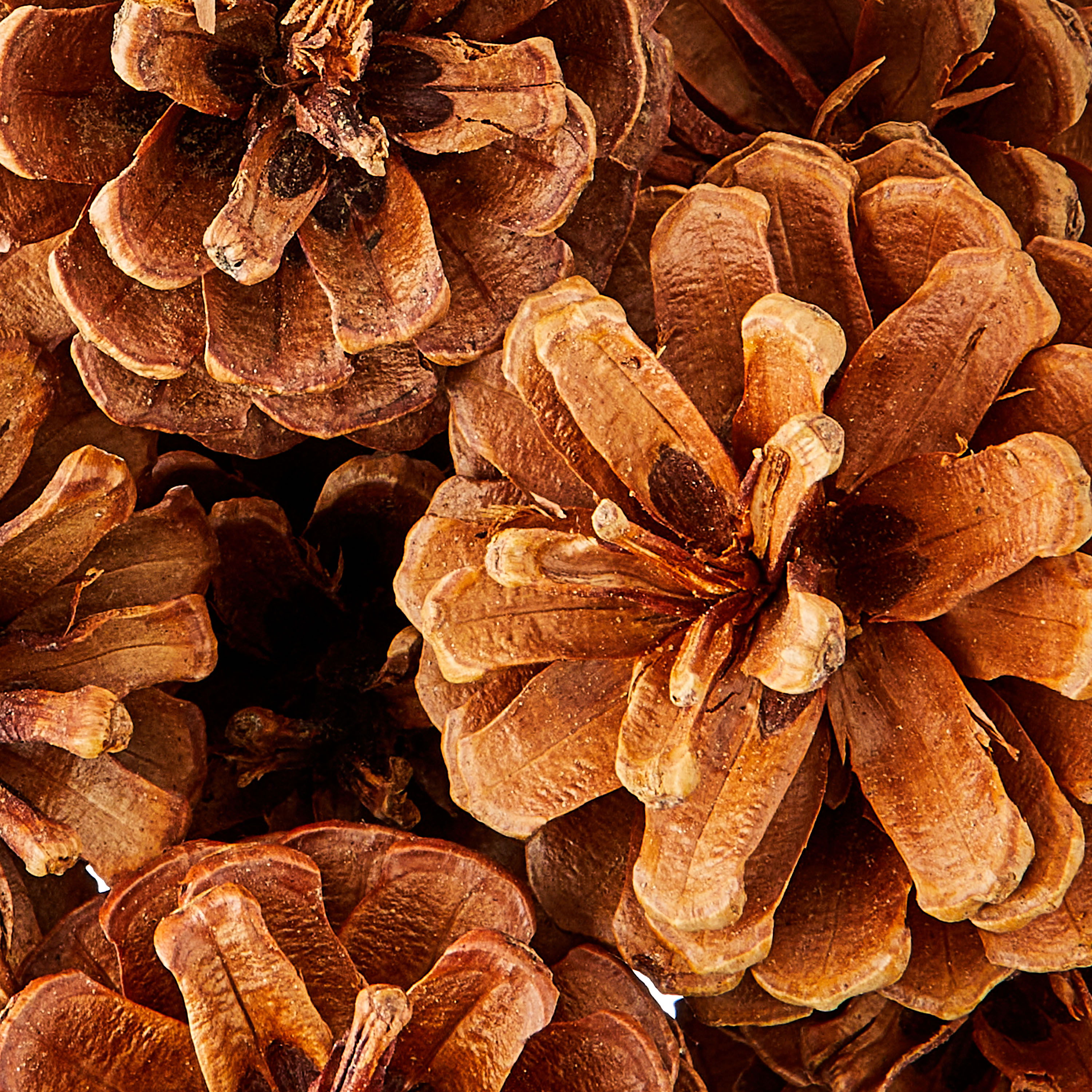 24 Count Natural Brown Pinecone Christmas Ornaments, Assorted Sizes, by Holiday Time