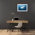 thumbnail image 3 of Shimlock, Jones 14x11 White Modern Wood Framed Museum Art Print Titled - Manta rays underside, Irian Jaya, Indonesia, 3 of 4