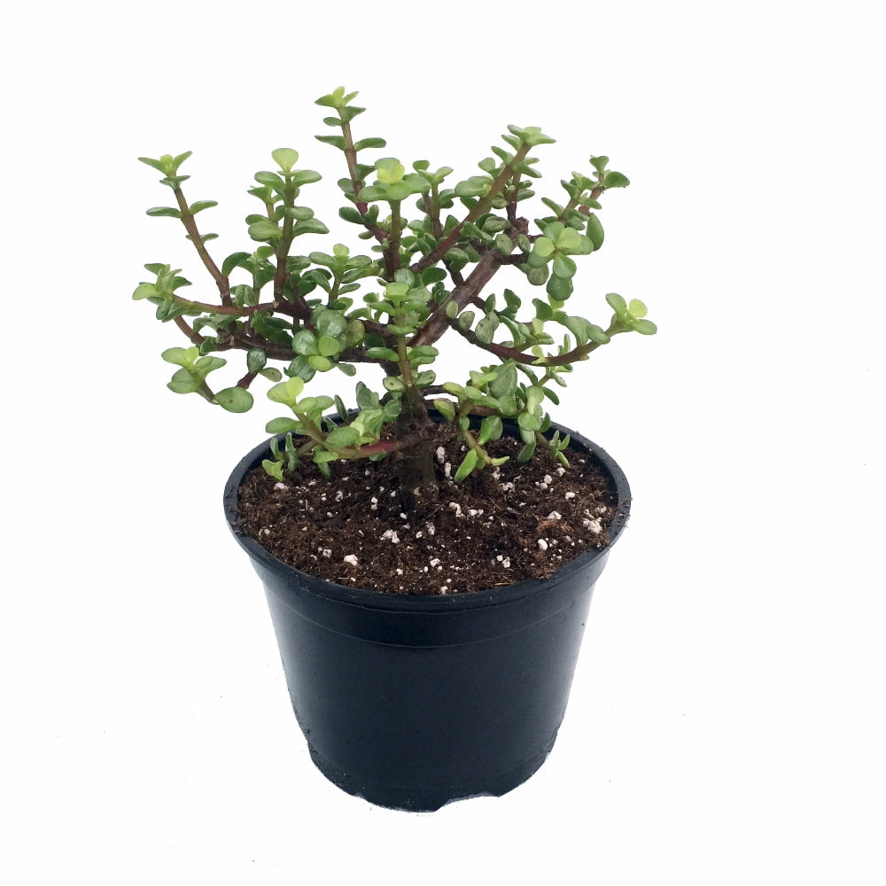 plant mini jade portulacaria afra green creme pot spekboom walmart