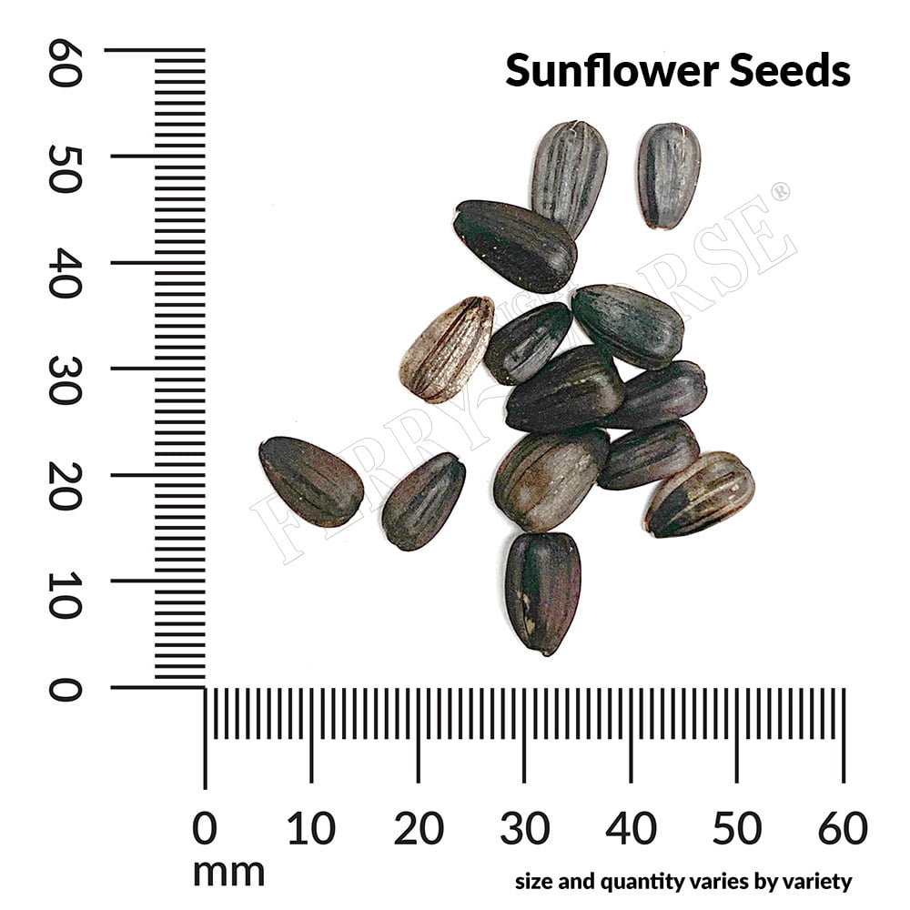 Ferry-Morse 480MG Sunflower Velvet Queen Annual Flower Seeds, Full Sun