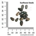 thumbnail image 3 of Ferry-Morse 700MG Sunflower Orange Mahogany Bi Color Annual Flower Seeds, Full Sun, 3 of 11