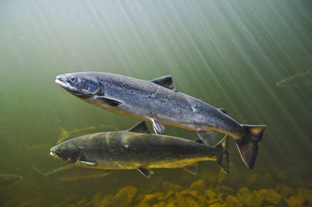 Atlantic Salmon Adu