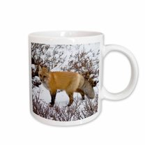 3drose, Red Fox in Winter, Churchill Wildlife Area, Churchill, Mb, Canada., 11oz Mug
