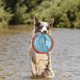 thumbnail image 2 of Juguete de Disco Volador para Perros Chuckit! Paraflight Flotante en Agua, 2 of 9