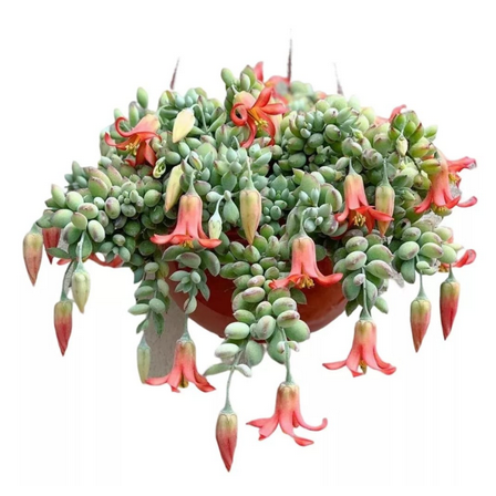 Live Cotyledon Pendens Plant Cliff Cotyledon Succulent Plant 4"Pot