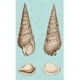 thumbnail image 2 of Vision Studio 12x18 White Modern Wood Framed Museum Art Print Titled - Sepia And Aqua Shells I, 2 of 4
