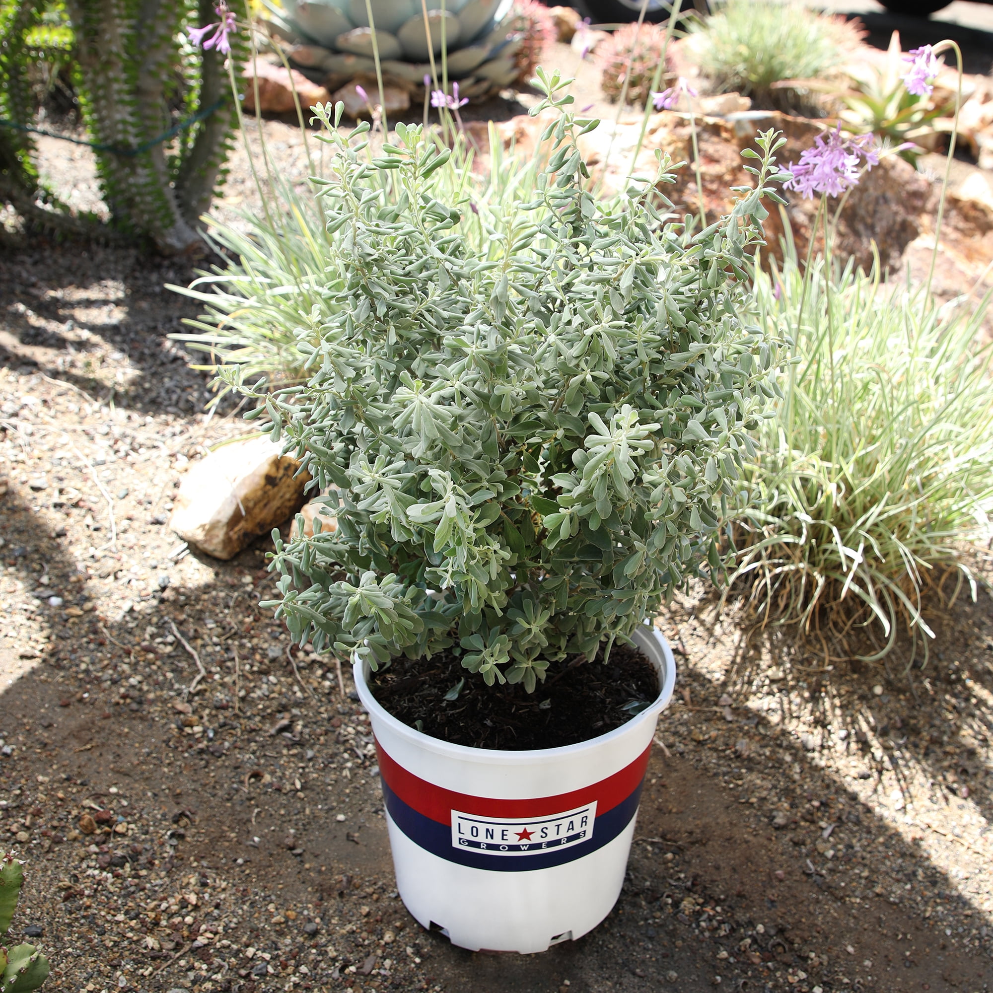 Lone Star Growers Silverado Sage (Leucophyllum), Outdoor Perennial Live Plant, 8 qt Pot, Full Sun