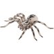 thumbnail image 4 of Figuras de animales realistas - Modelo de acción de araña Figuras de juguete de insectos realistas - Juego de cumpleaños de juguetes educativos de aprendizaje (Tarántula), 4 of 5