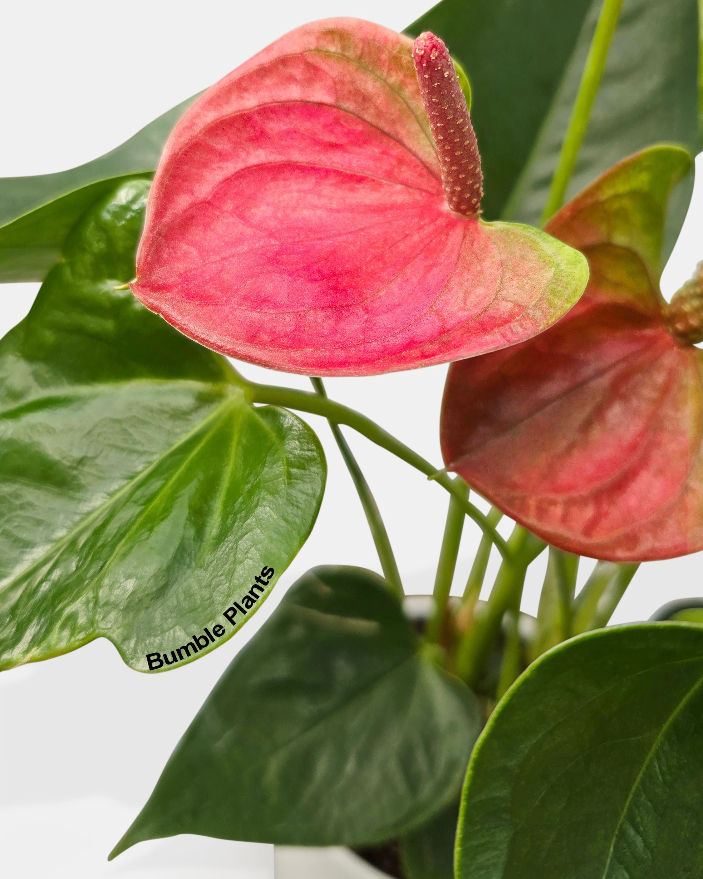 Anthurium Red - Live Air-Purifying Indoor Plant in Nursery Pot – Easy Care, Low Maintenance Houseplant for Home & Office Decor, Natural Air Cleaner, Best for Beginners (4"Pot, BlackCylinder)