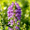 thumbnail image 2 of Thyme, hardy fragrant herb, suitable for pots and gardens, drought tolerant, all-natural., 2 of 6