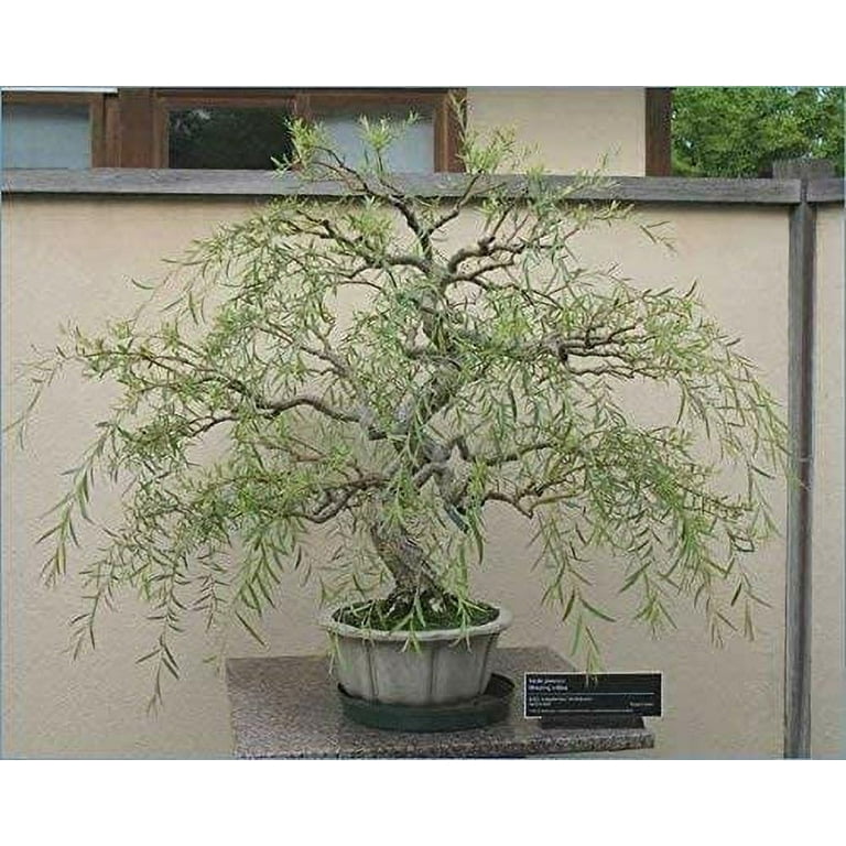 mattenbinder bambus Bambusmatte Budget Natur
