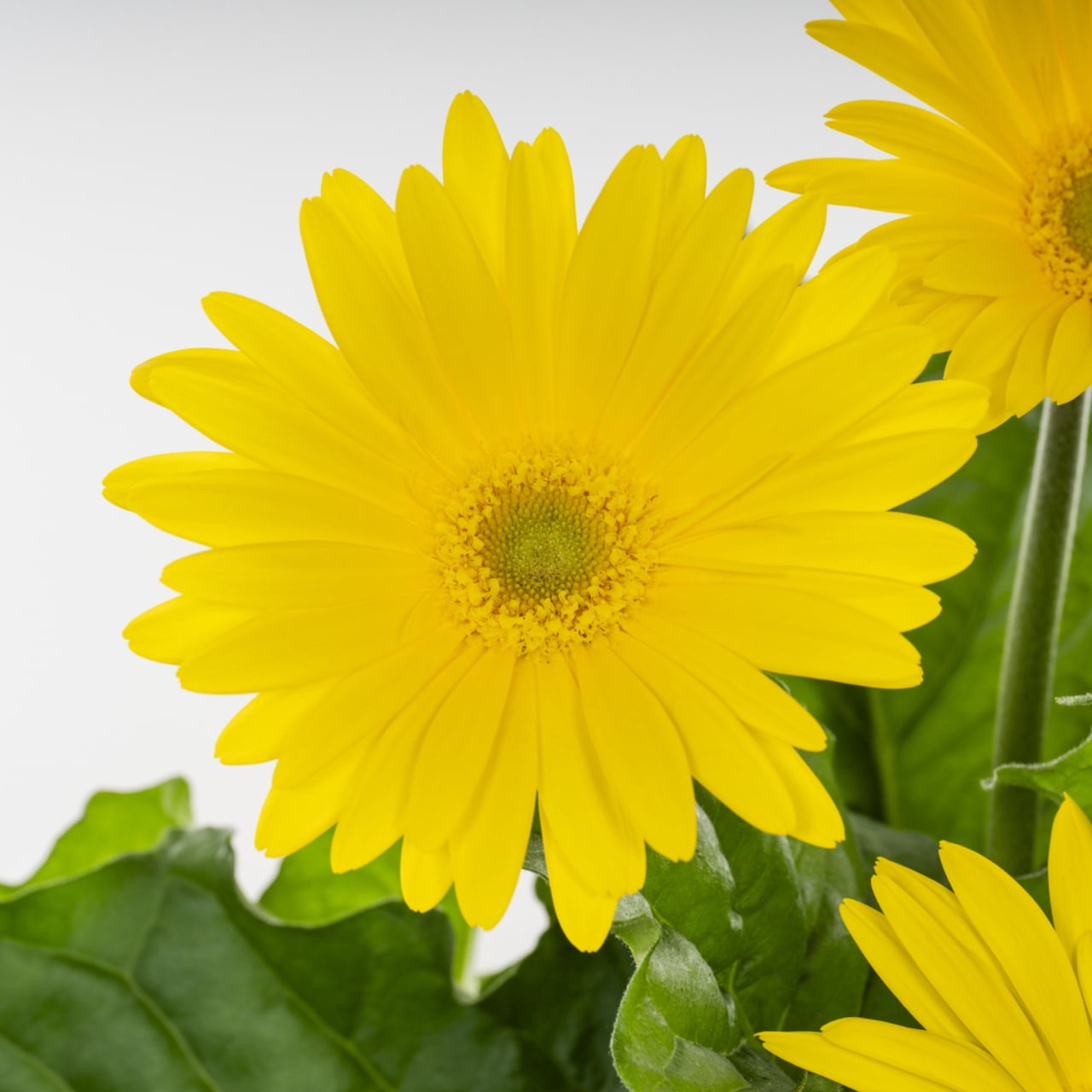 Better Homes & Gardens 3QT Yellow Gerbera Daisy Live Annual Plant Decorative Pot Sun