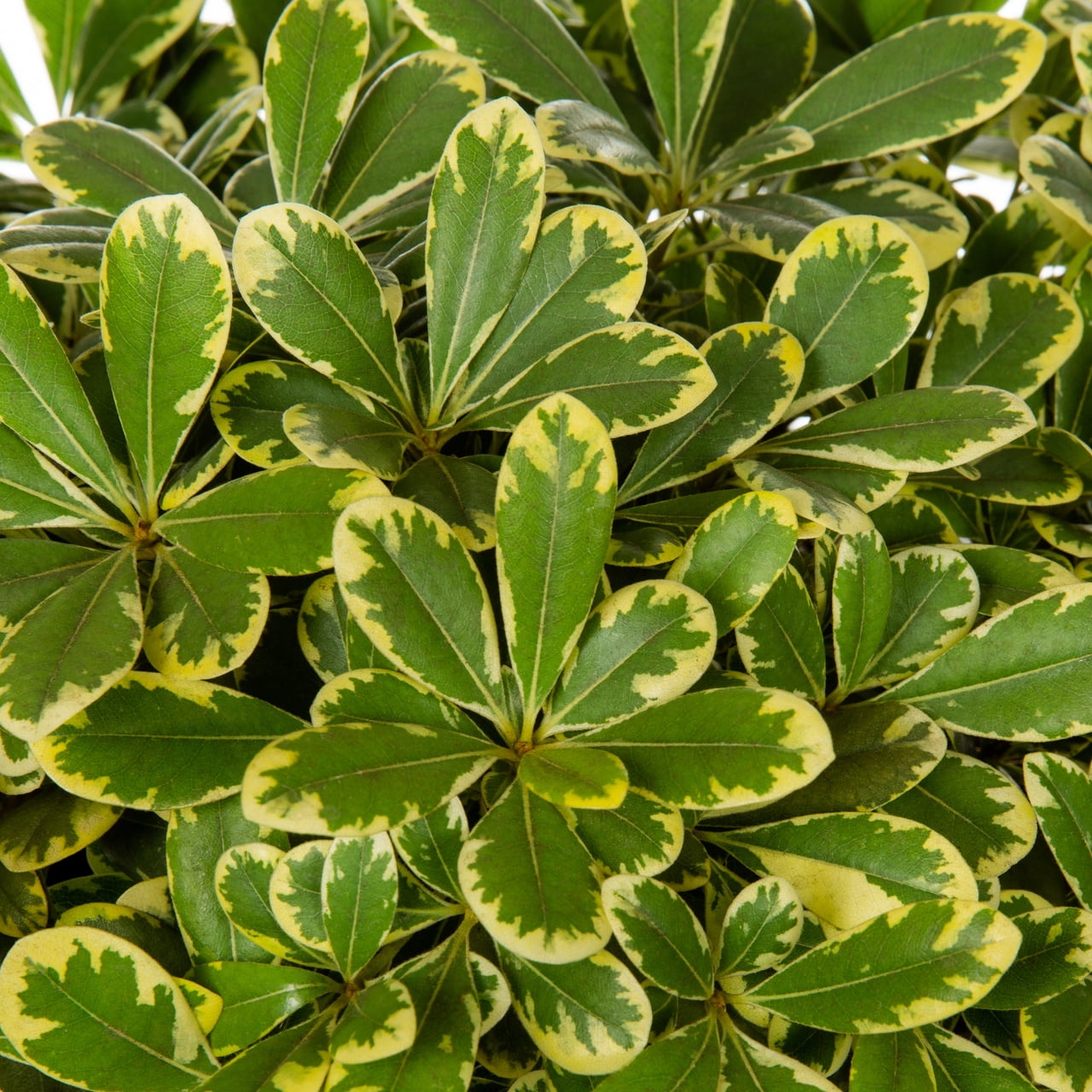 Southern Living 3 Gallon Variegated Green Yellow Mojo Pittosporum Live Shrub for Part Sun with Grower Planter