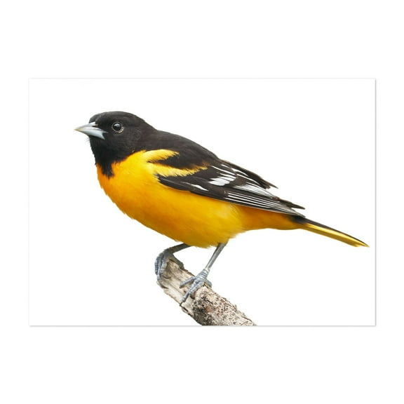 Baltimore Oriole - Photography Bird Wildlife Animal Nature Woodland Scenic Unframed Wall Art Print 4 x 6 inches