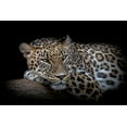 thumbnail image 2 of Nauzet Baez Photography 24x17 Gold Ornate Wood Framed with Double Matting Museum Art Print Titled - Leopard resting, 2 of 4