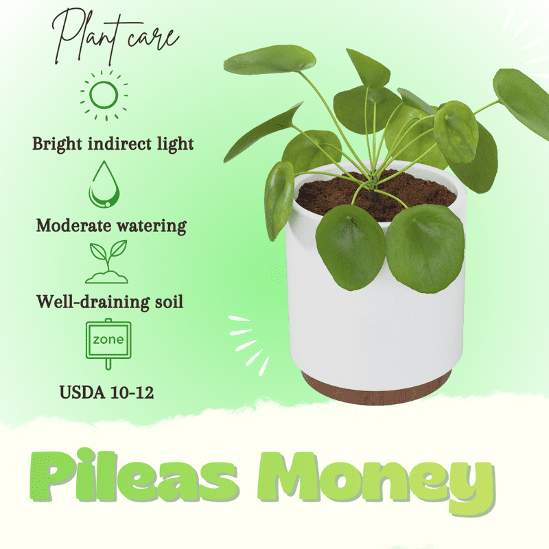 Money Tree Plant, Pilea Peperomioides Live, Money Plant Live Houseplants, 2 inch Pot for Indoor Planting