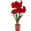 Bloomsz Extra Large Red Lion Amaryllis with Red Pot, 1-Pack