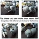 thumbnail image 2 of 9 figuras lindas de gatos en miniatura, personajes de gatos animales, minifiguras de juguetes coleccionables, decoración de pasteles, plantas, decoración de automóviles (segunda generación), 2 of 4