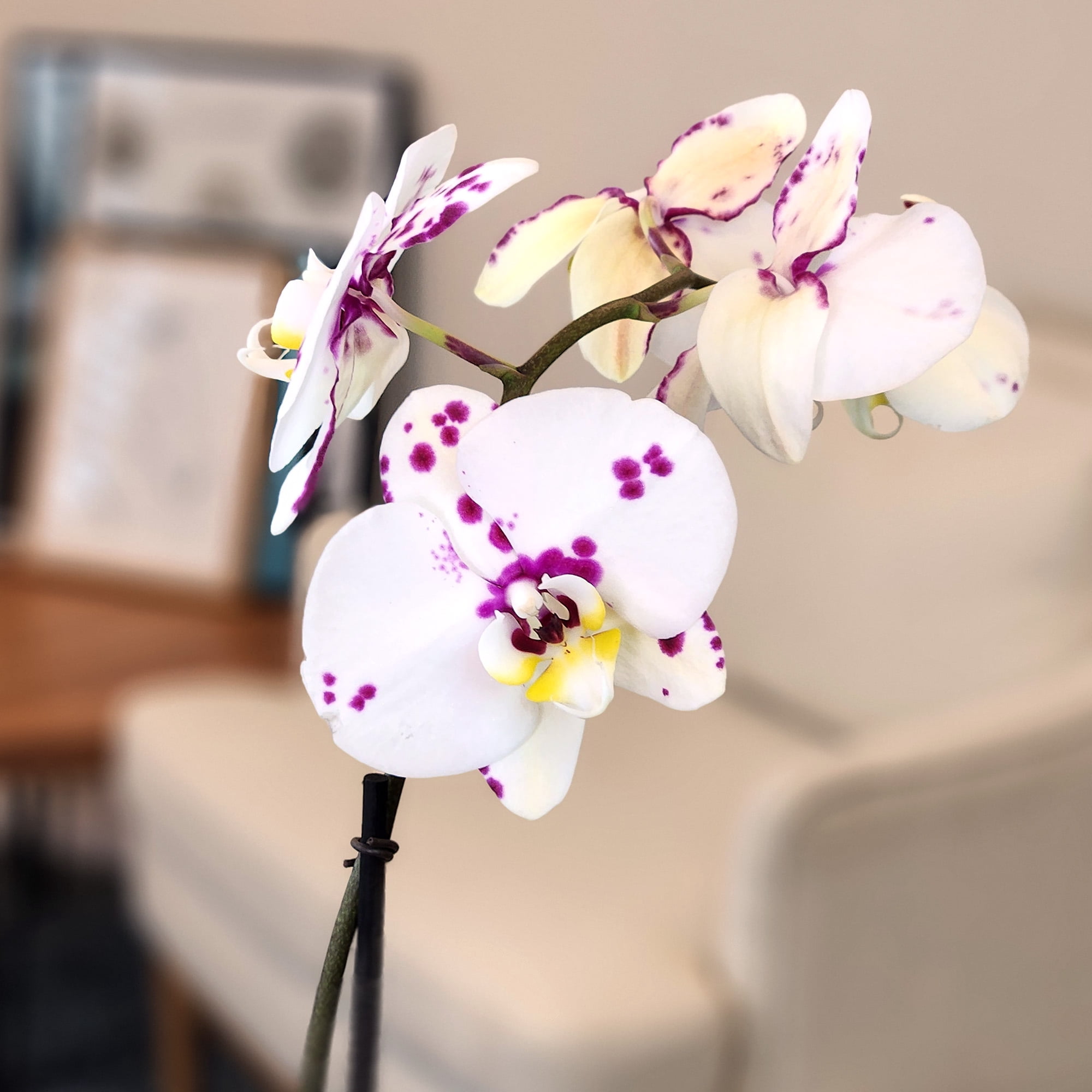 Element Novelty Spotted Live Orchid Decor (Approx 22" Tall) in 5" Blue & White Planter