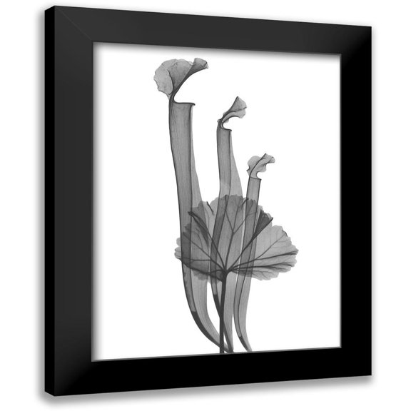 Koetsier, Albert 12x14 Black Modern Framed Museum Art Print Titled - Marching Floral