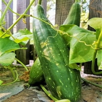TomorrowSeeds - Sponge Luffa Gourd Seeds - 20 Count - For 2025 Planting Smooth Dishcloth Dish Rag