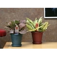 thumbnail image 2 of Costa Farms Exotic Angel Plant Live Indoor Multicolor Exotic Angel Colorama Plant in 4.4in. Pot, 2 of 10