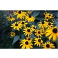 thumbnail image 1 of Baker "Bunch of Daisies" Wall Decal, 1 of 2
