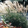 thumbnail image 3 of Fire Dragon Maiden Grass ( miscanthus ) - Live Plant ( 1 QT ), 3 of 6